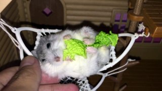 Ham in ham: These Happy Hamsters love lounging in their hammocks!