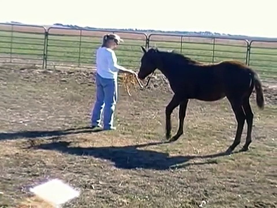 AQHA Foundation Bred Colt  Freckle Sky High Leo