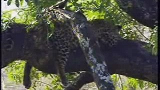 Leopard & Cub Pt.2