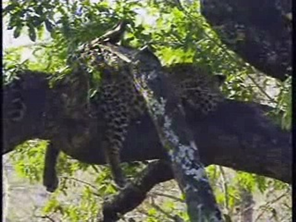 Leopard & Cub Pt.2