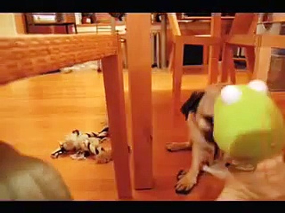 The Pug Files: Why Fu Has a Mad-Eye