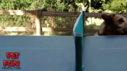 Funny dog vines video compilation | funny dog vines