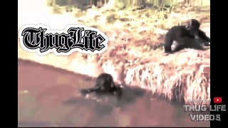 Animal Thug Life Compilation #7