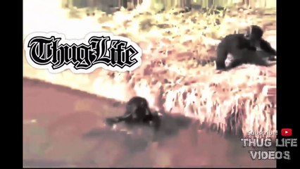 Animal Thug Life Compilation #7