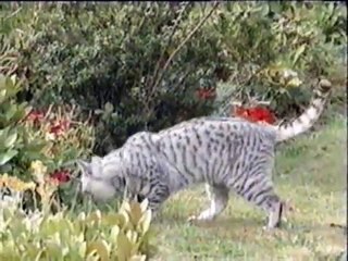 Tú y tu gato - 1ª parte