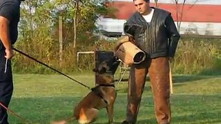 Malinois Police Dogs - Belgian malinois protection training