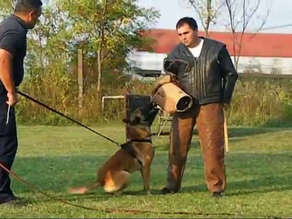 Malinois Police Dogs - Belgian malinois protection training
