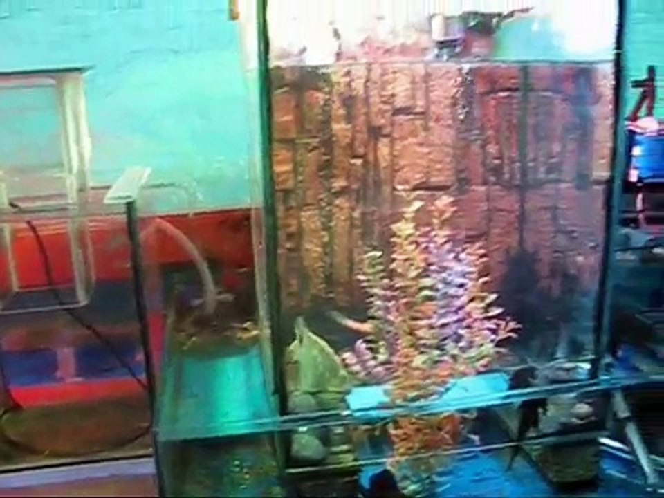 Romaurie Effect: The first and most researched system of vacuum-enhanced aquarium systems.