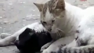 cat tries to revive dead cat