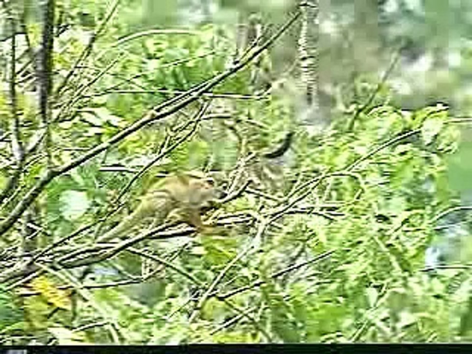 O chamado da Samauma