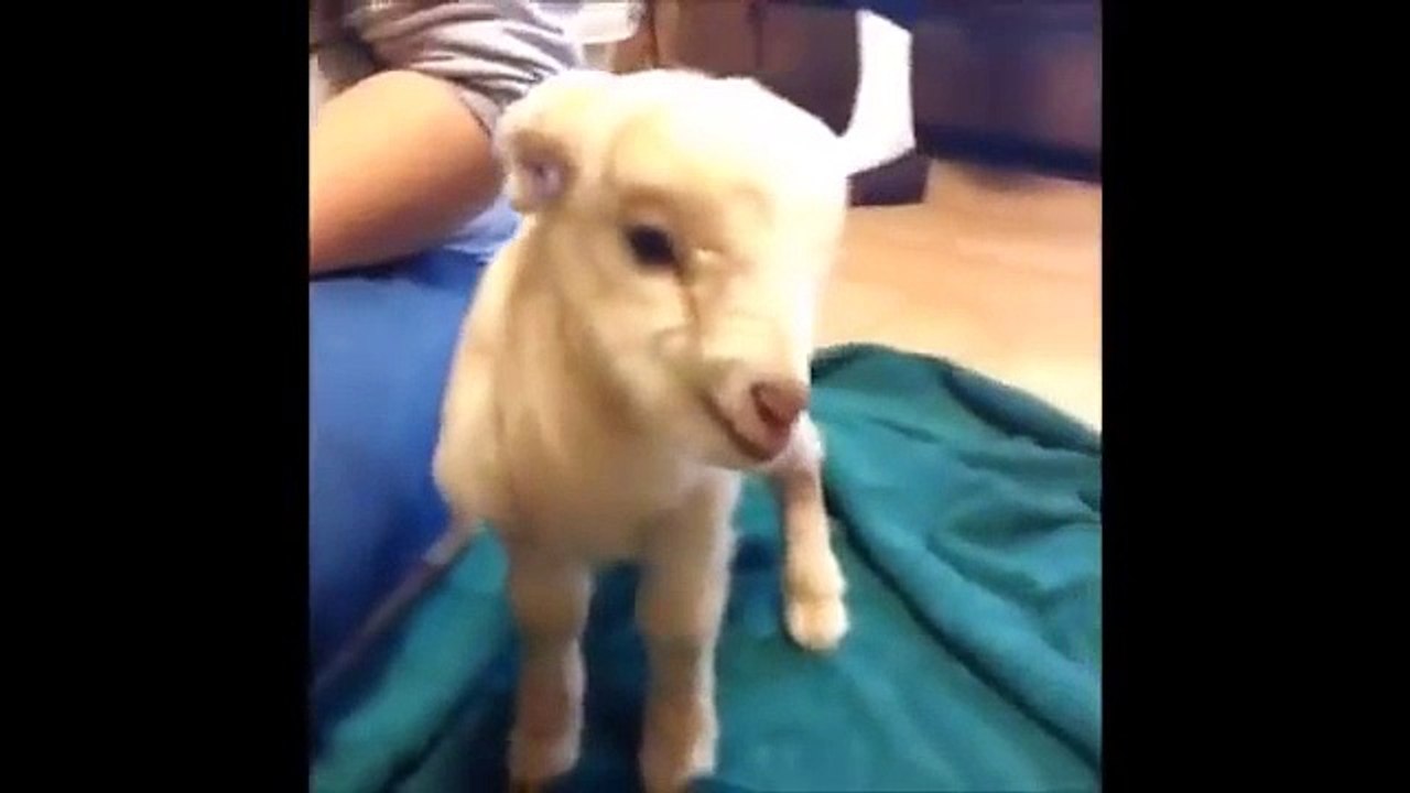海外で話題のおもしろ動画まとめ part2