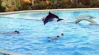 zoomarine l'isola dei delfini 2006