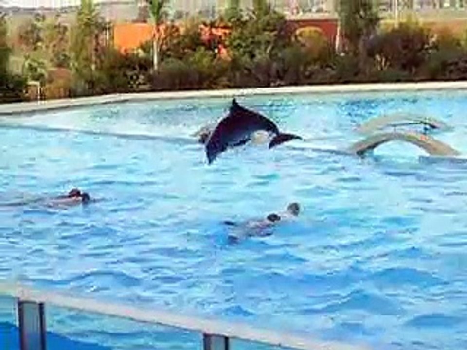 zoomarine l'isola dei delfini 2006