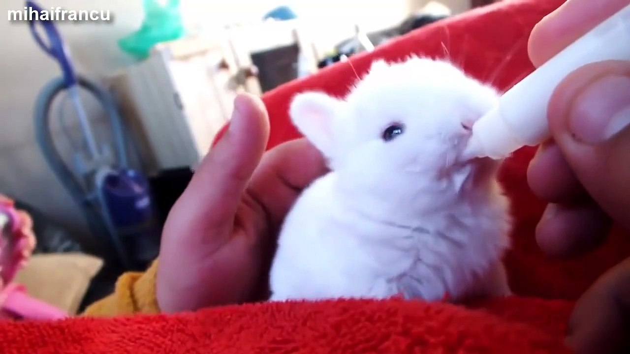 Funny And Cute Bunny Rabbit Videos Compilation 2014 [NEW]