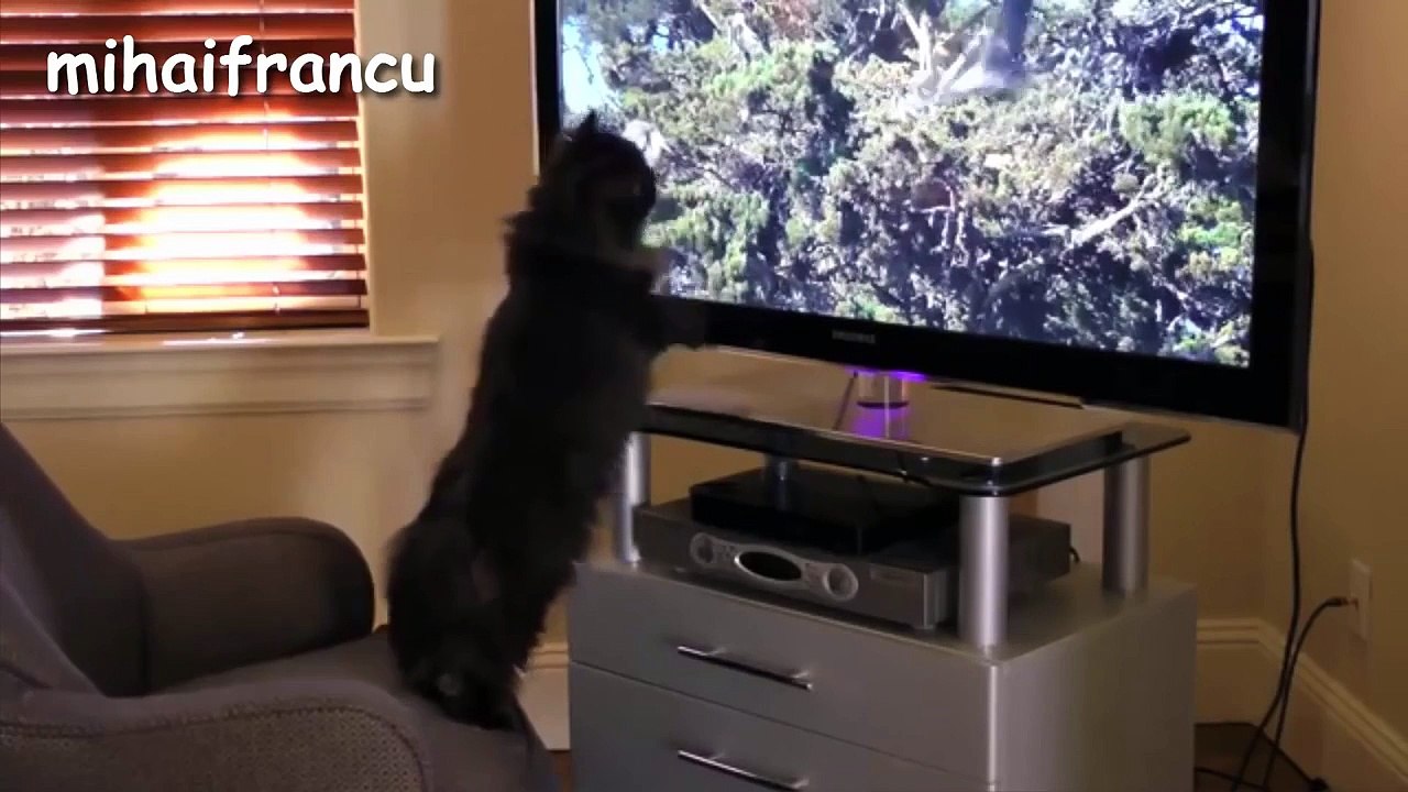 Funny Cats A Funny Cat Videos Compilation 2015