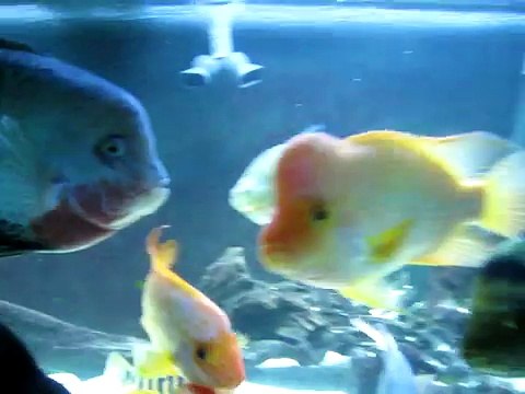 300 and 210 gallon Cichlid Aquariums