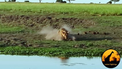 Aslan Timsahı Affetmiyor!