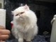 Cute persian kitty hand fed~ fat cat~ white kitty