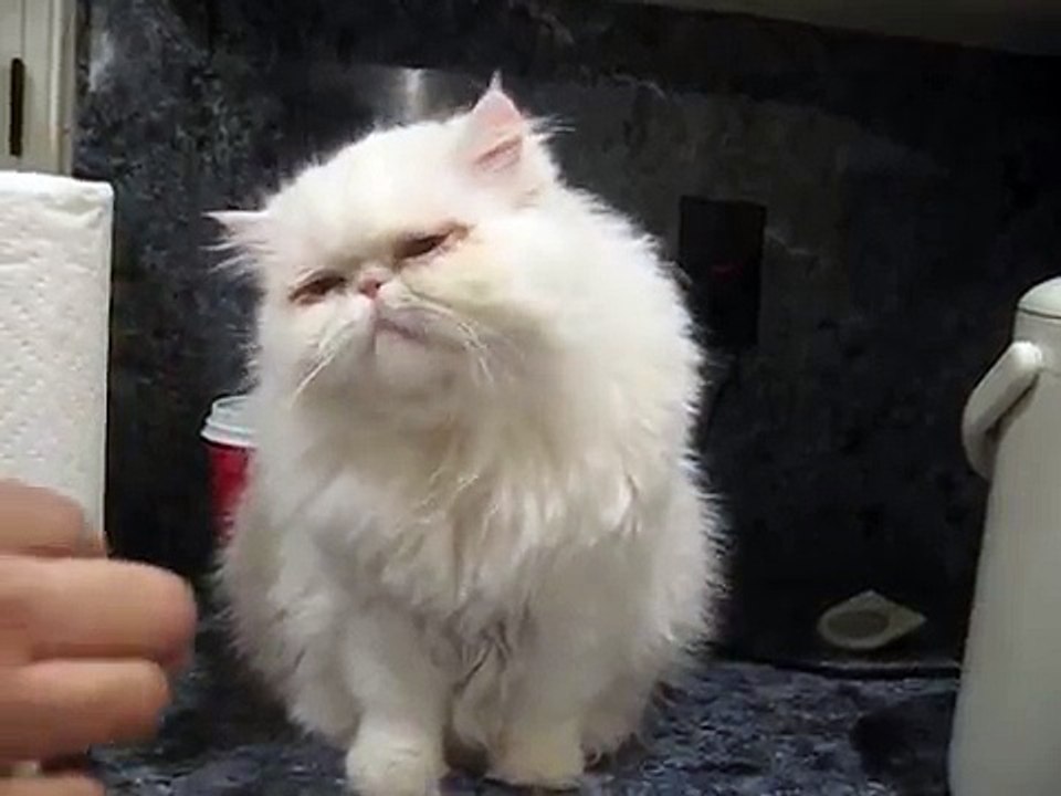 Cute persian kitty hand fed~ fat cat~ white kitty