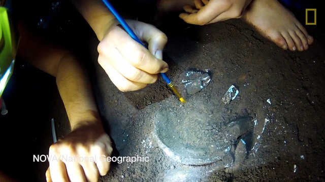 Nouvel ancêtre de l'homo sapiens découvert en afrique du sud Homo naledi