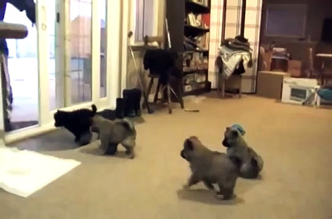 Eurasier puppies. Outside to play