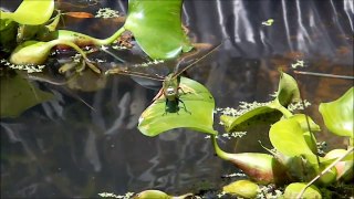 Water Garden Startup 2011