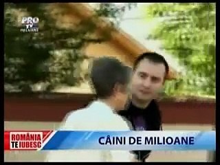 Unde sunt Cainii Maidanezi?/Where are the Romanian Stray Dogs?