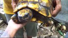 mizChartreuse & Dread in Trinidad Episode 6: Morrocoy (Turtle) Power!