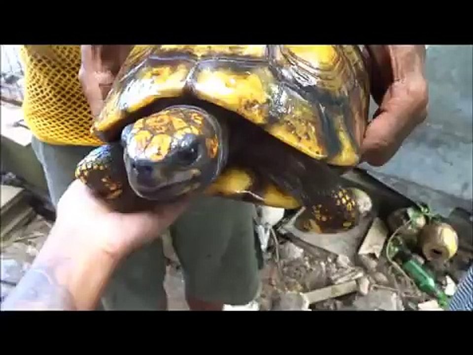 mizChartreuse & Dread in Trinidad Episode 6: Morrocoy (Turtle) Power!