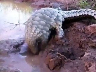 Adorable Pangolin Has An Awesome Time In The Mud