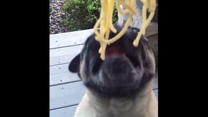 This Dog Really Loves Ramen Noodles