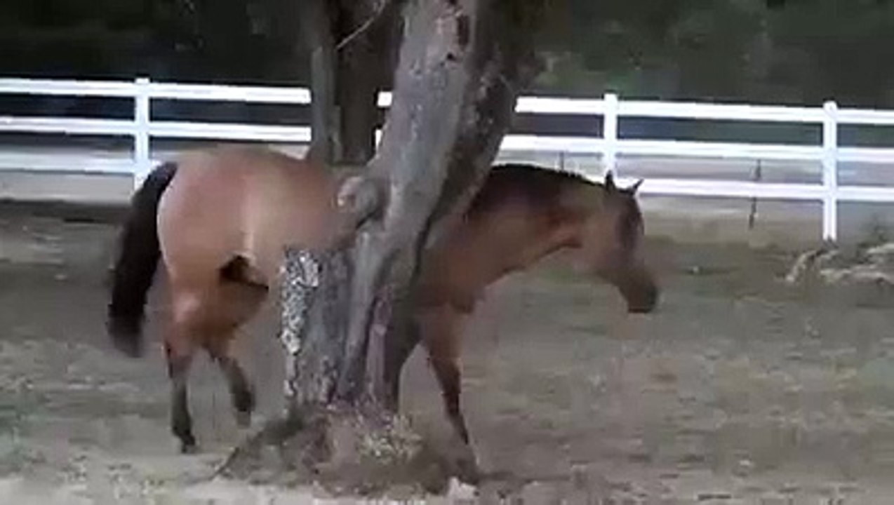 Akıllı At