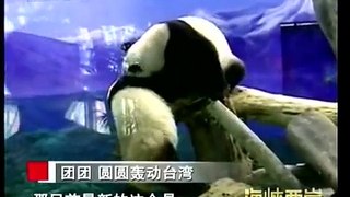 大熊猫团团 圆圆轰动台湾（2）