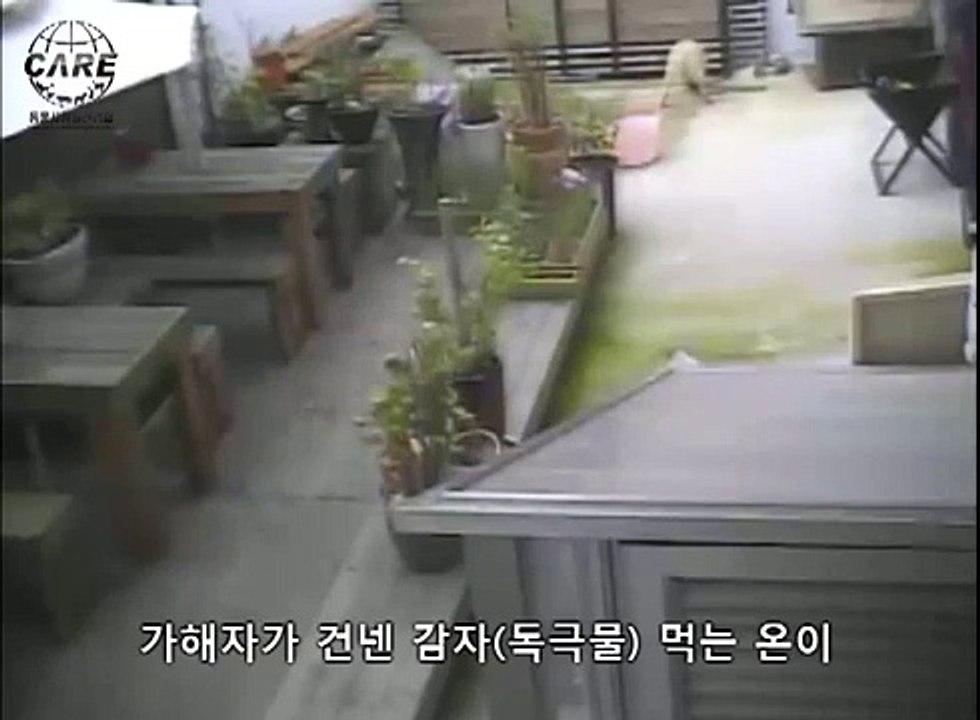 리트리버 감자로 독살한 사건 cctv영상