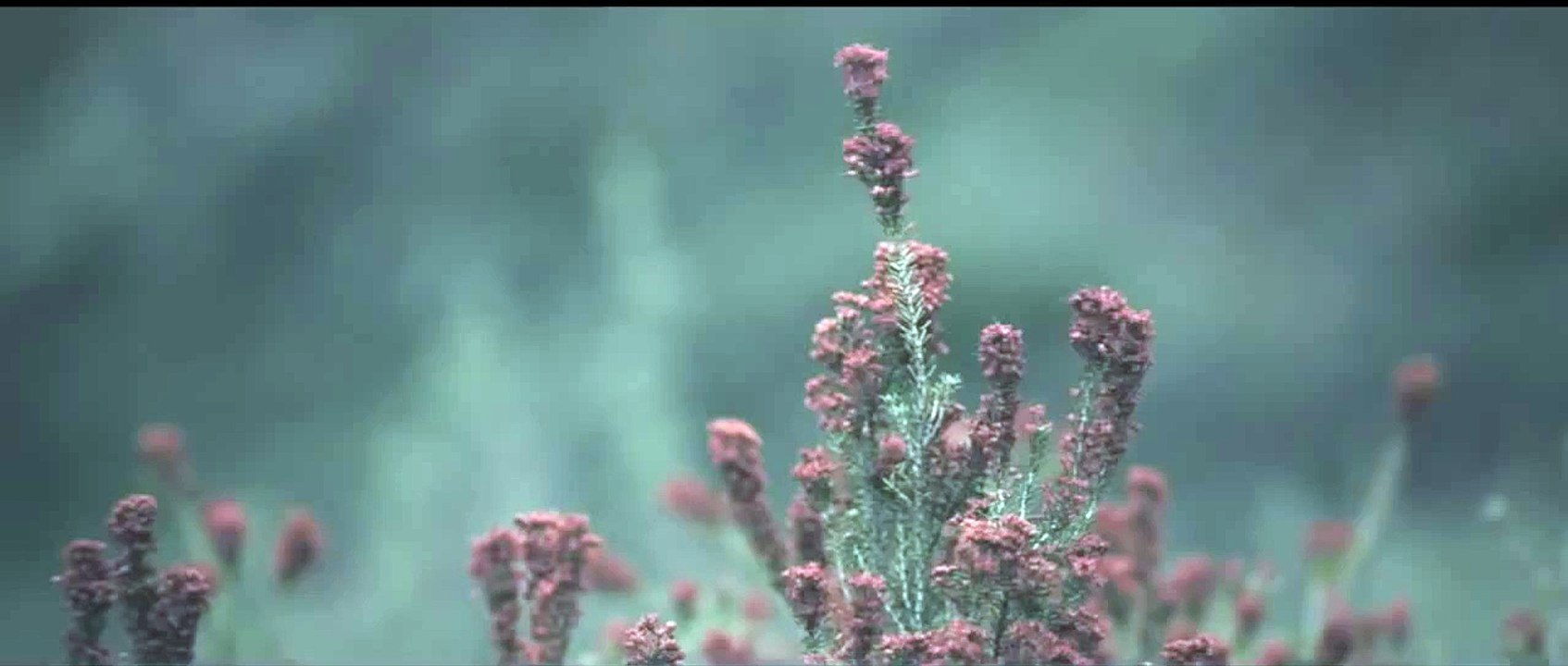 Ford Fiesta Mark I (1976)