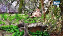 WZ-TV: Visite im Zoo (3): Faultier, Tapir und Gepard