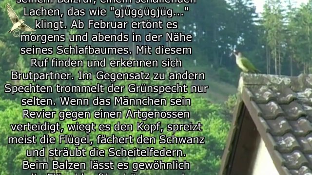 GRÜNSPECHT (Picus viridis) Vogel des Jahres 2014