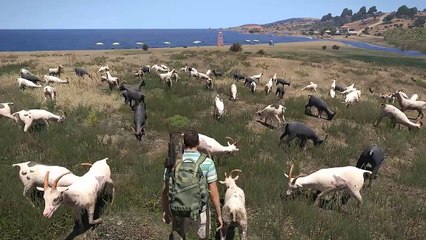Je veux des chèvres!