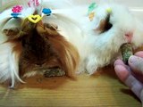 Peruvian Guinea Pig And Texel Guinea Pig Eating Alfalfa Slim