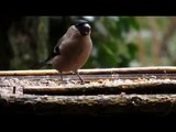 Goudvink in de tuin op - Bullfinch - Pyrrhula pyrrhula