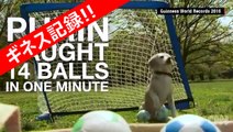 世界最速のカメ/亀、38年ぶりに記録更新 ギネス認定 前足を使って１分間で最も多くのボールをキャッチした子犬の「プリン」など