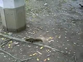 Ecureuils du parc Da-An à Taipei