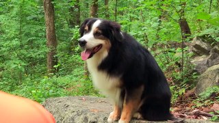 Funny Dog Videos - Dog and Squirrel - Barkansas