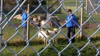 Hetty epilepsy alert seizure dog & merlin autism assistance dog animal saints  and sinners