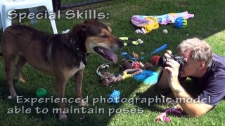 Diesel's resume - and he got the Job!!!!! ADOPTED - RSPCA Wacol Queensland