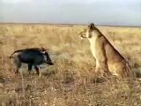 Wild Pig vs Lion, Pig Attacks Lion, Wild Animal Attacks