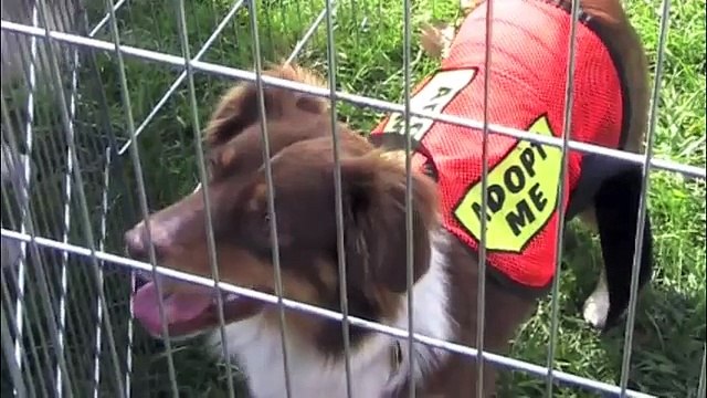 Disposable Pets The Debate over Euthanasia in American Animal Shelters