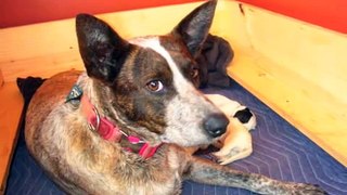 Our Border Collie - Australian Cattle Dog Puppies