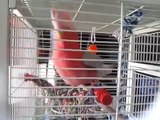 Parrot Dancing like Crazy - Part3
