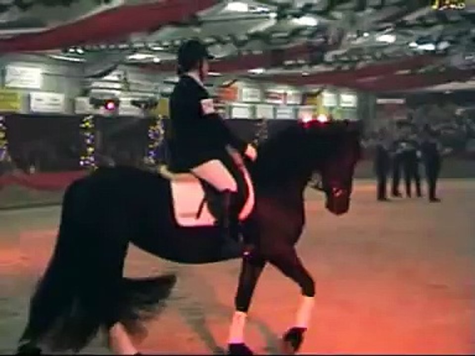 Eurobottle Cup Finale Friese Paarden met Dressuuraanleg